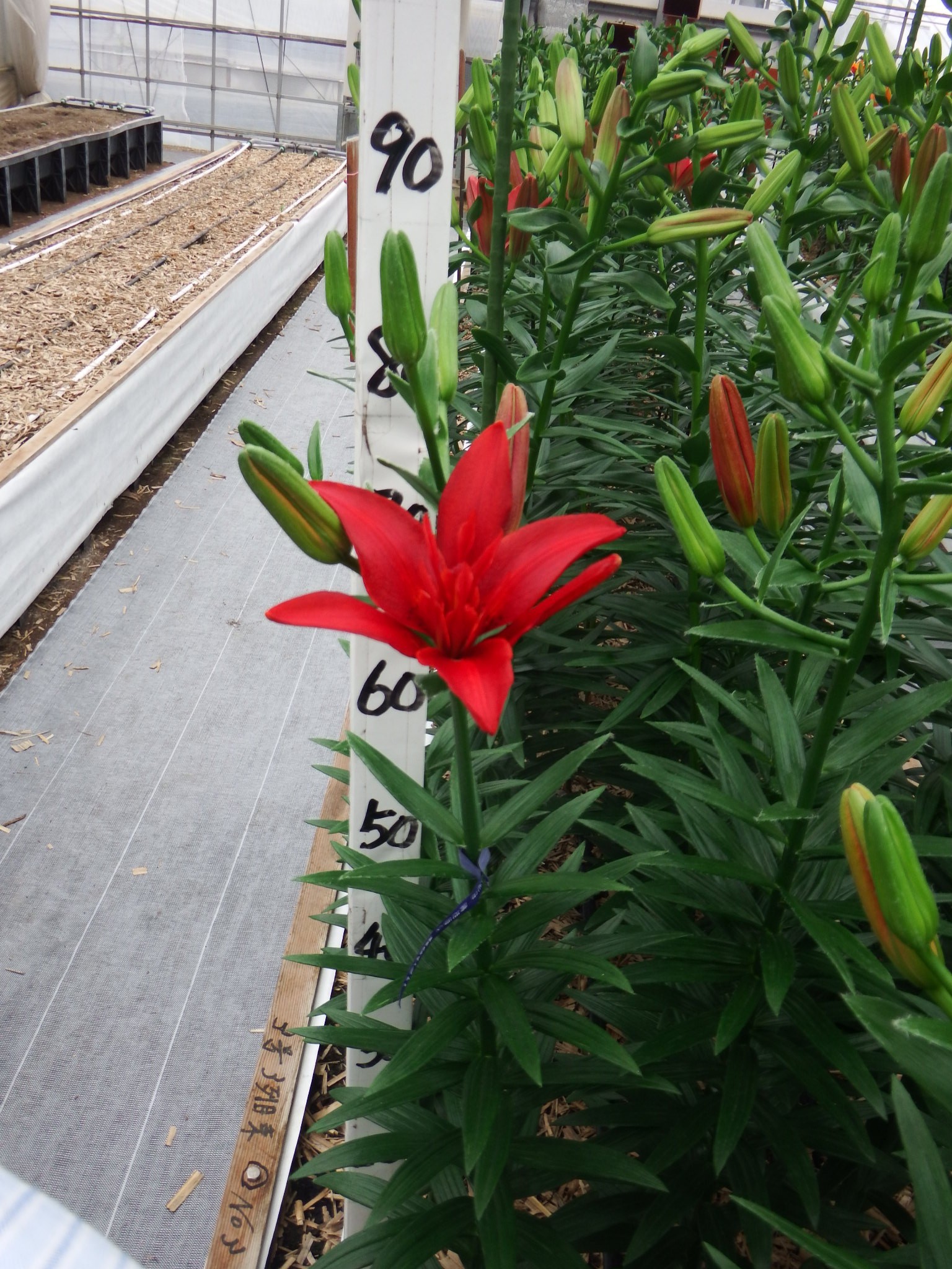 バルドイーグル（花粉無し）